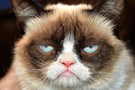 grumpycat