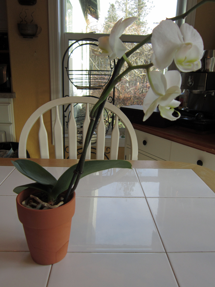 TIP: Stabilizing top heavy orchids while complementing their beautiful  blooms! - Orchid Board - Most Complete Orchid Forum on the web !